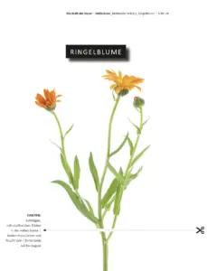 Eine Ringelblume mit Informationen zur Ernte. Die Ringelblumen brauchen lehmigen, nährstoffreichen Boden mit viel Sonne. Der Boden muss locker und feucht sein. Ernte Ende ist von Juli bis August.